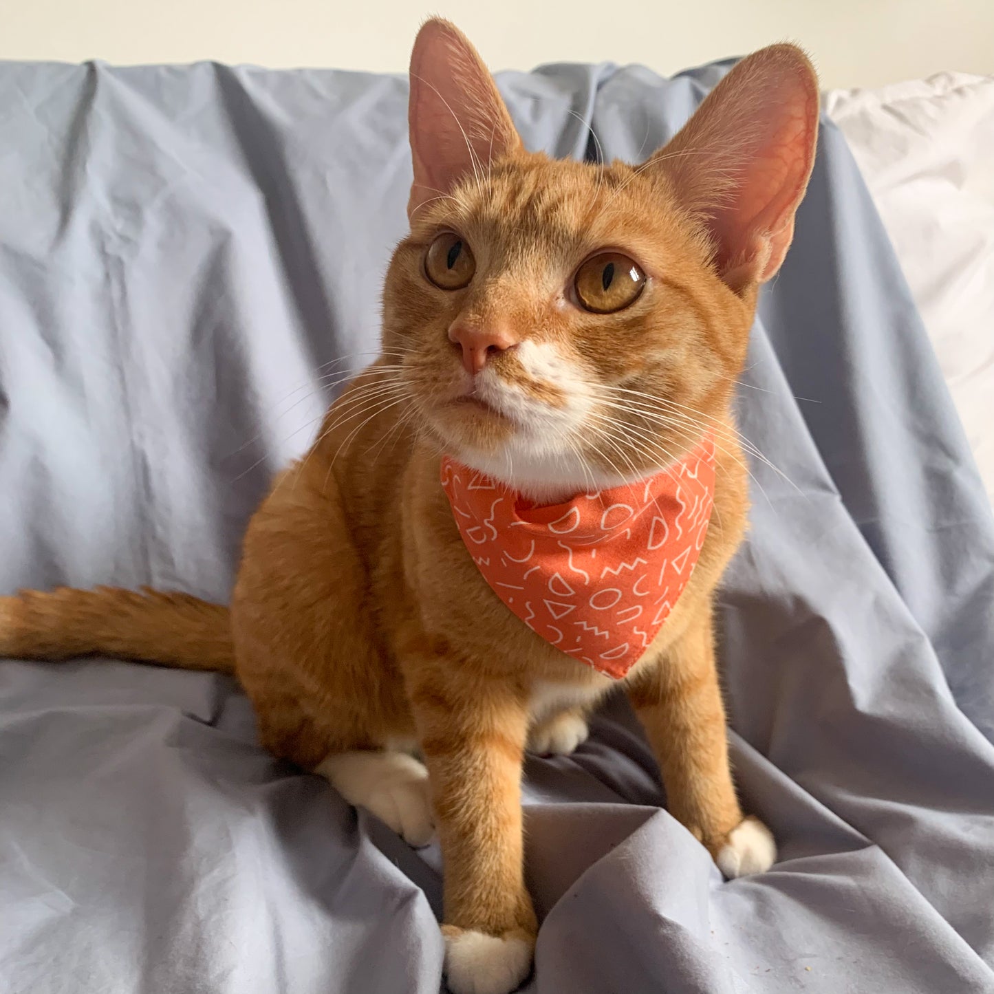 A ginger cat wearing a triangle shaped orange cat bandana on its collar