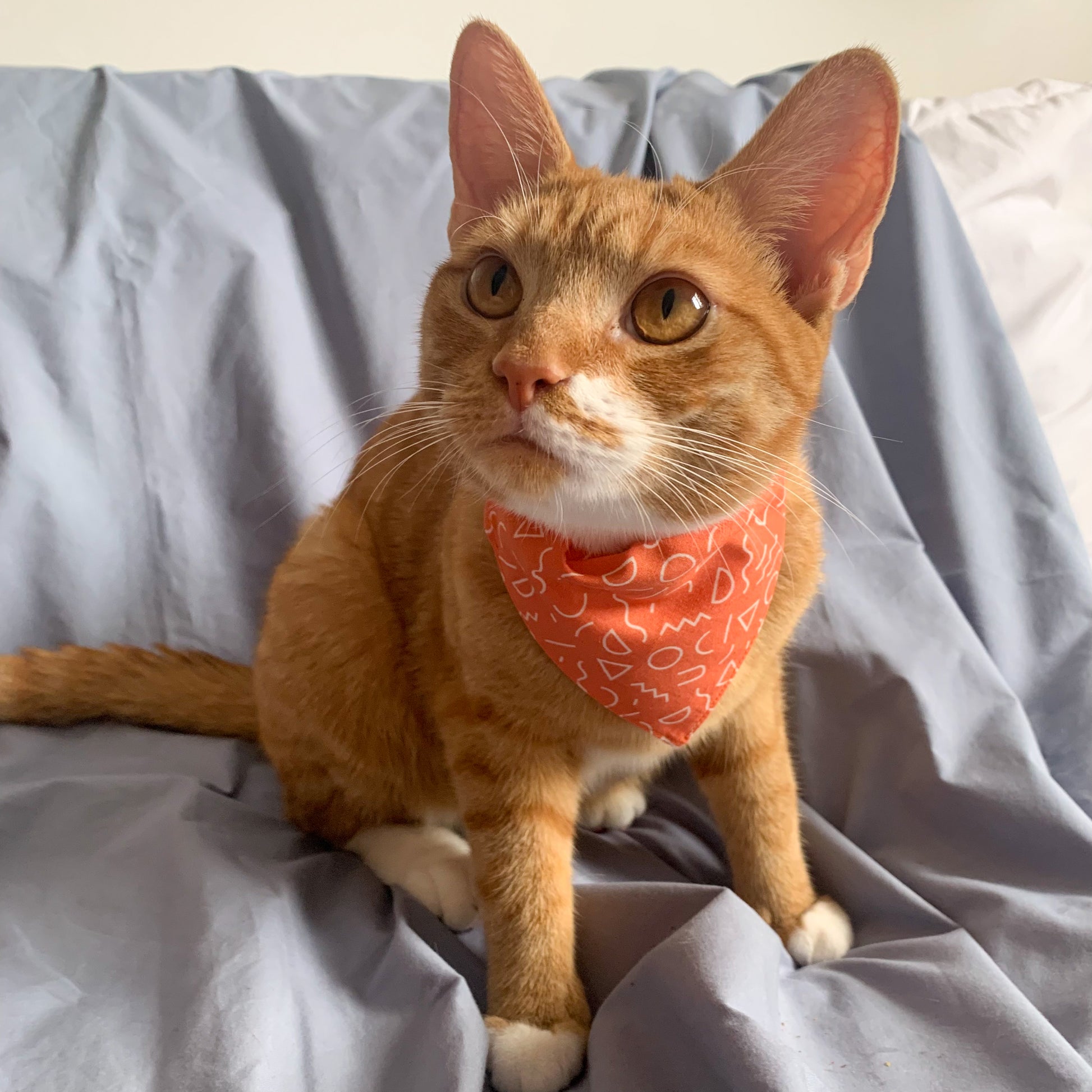 A ginger cat wearing a triangle shaped orange cat bandana on its collar