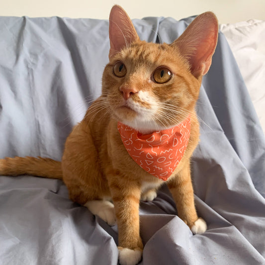 A ginger cat wearing a triangle shaped orange cat bandana on its collar