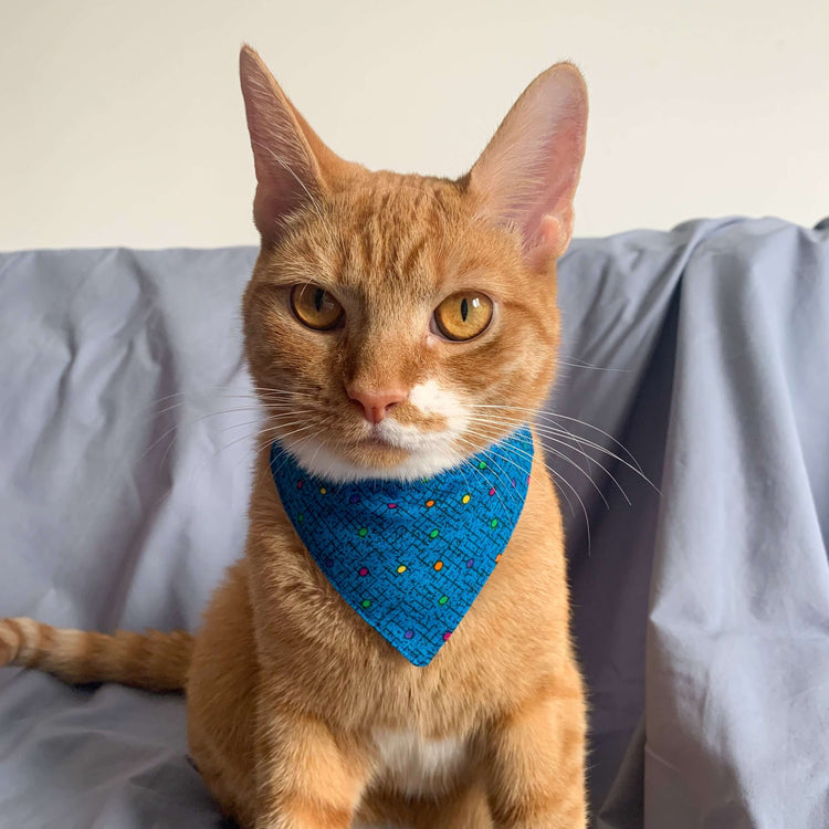 Blue dotted triangle bandana modelled by a ginger cat