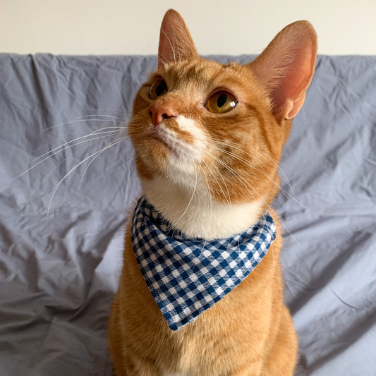 a ginger cat wears a blue gingham triangle pet bandana on its collar