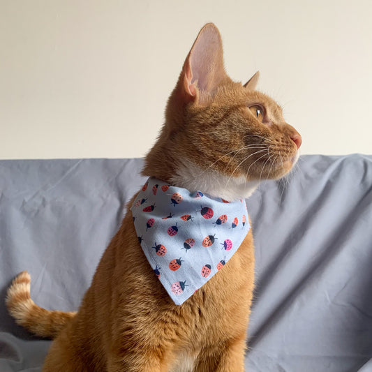 a ginger cat wearing a triangle shaped blue ladybird print cat bandana on its collar