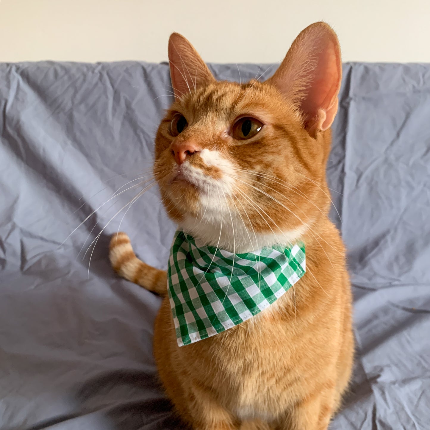 a ginger cat wearing a green gingham triangle pet bandana on its collar