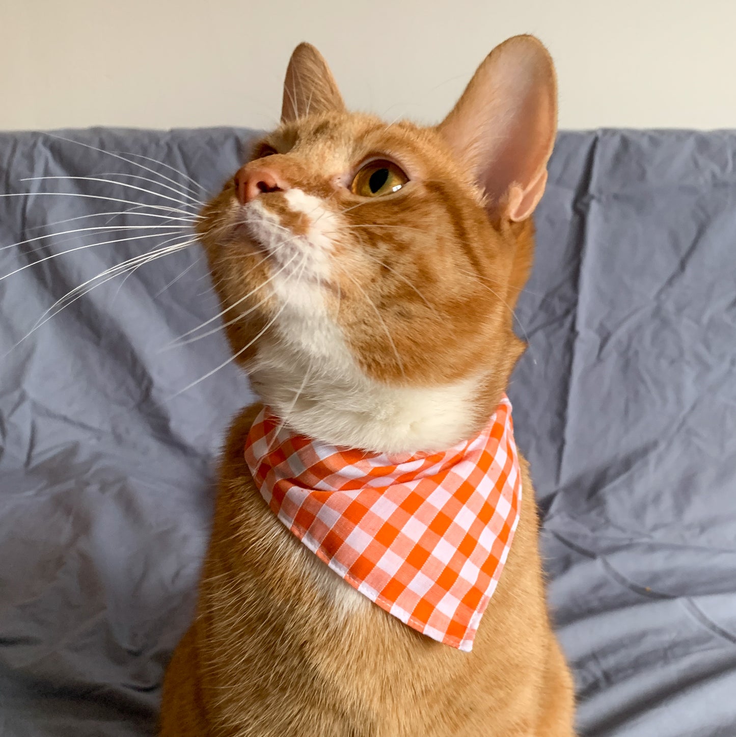 a ginger cat wearing an orange gingham triangle pet bandana on its collar