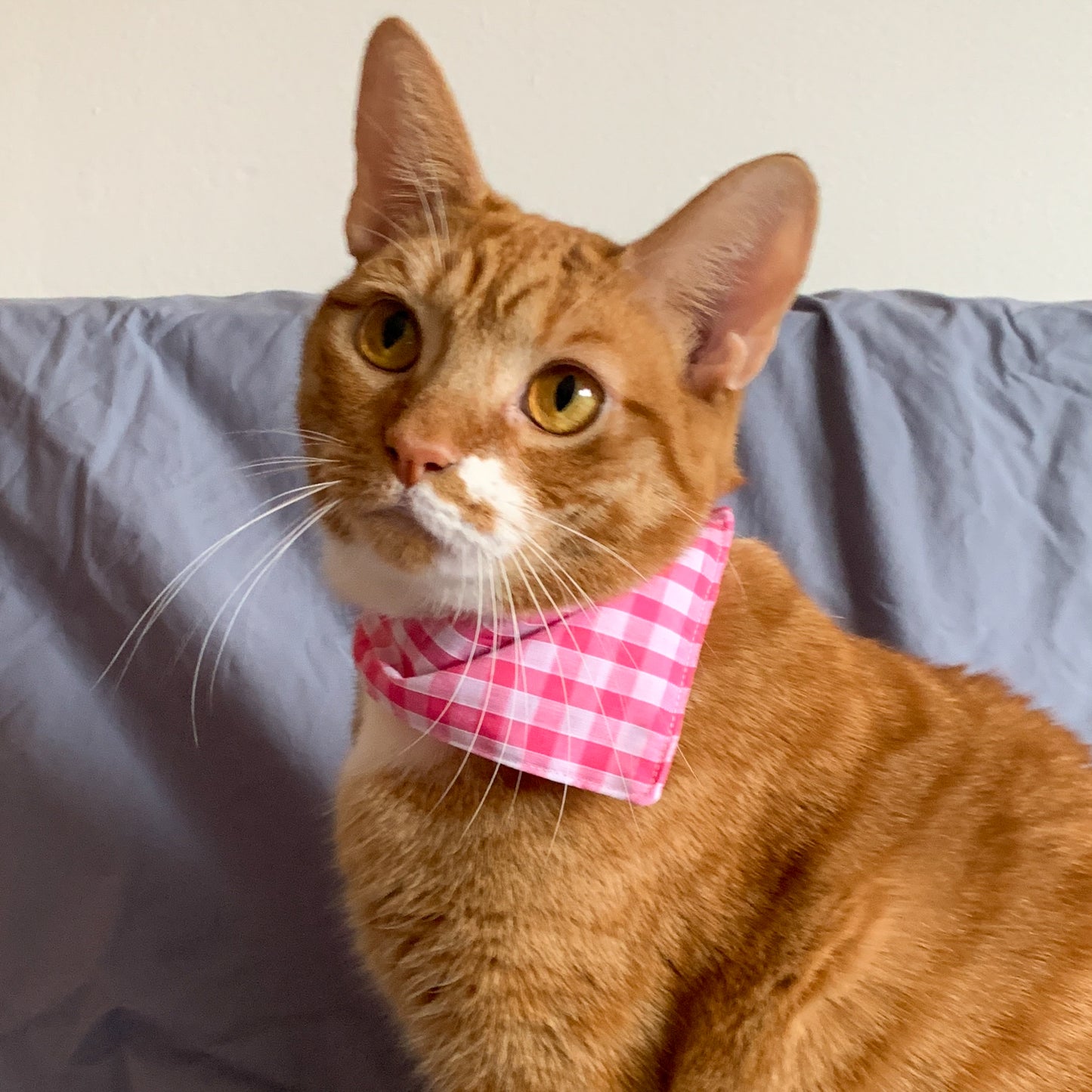 a ginger cat wearing a pink gingham triangle pet bandana on its collar