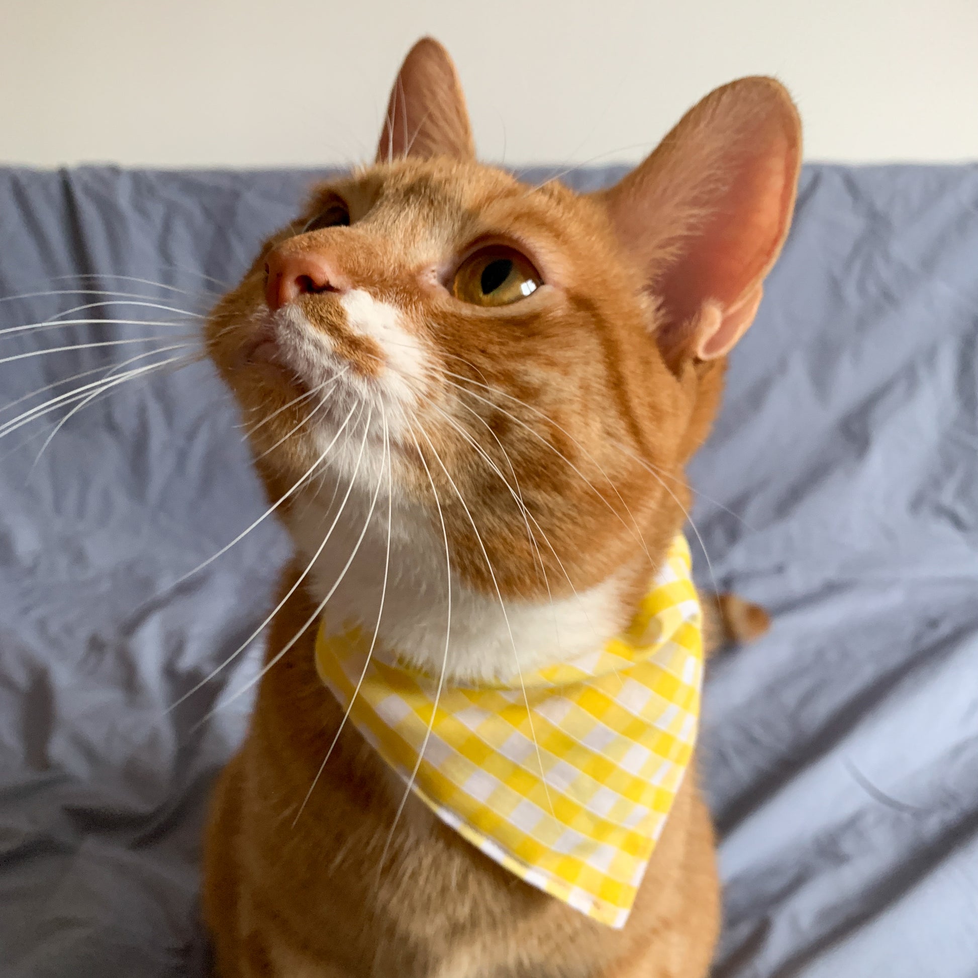 a ginger cat wearing a yellow gingham triangle pet bandana on its collar